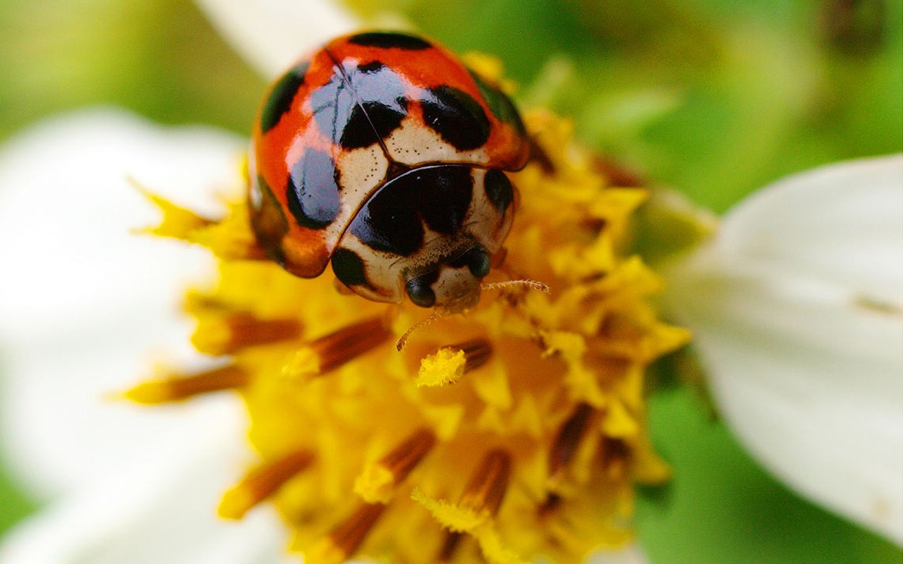 Ekologické Makro (ericng0330 práce) #1 - 1280x800