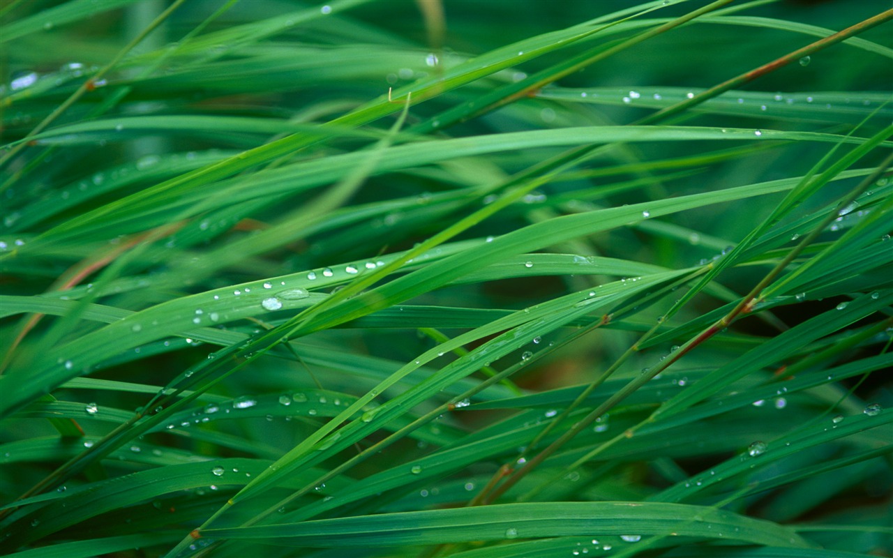 Large green leaves close-up flower wallpaper (1) #2 - 1280x800