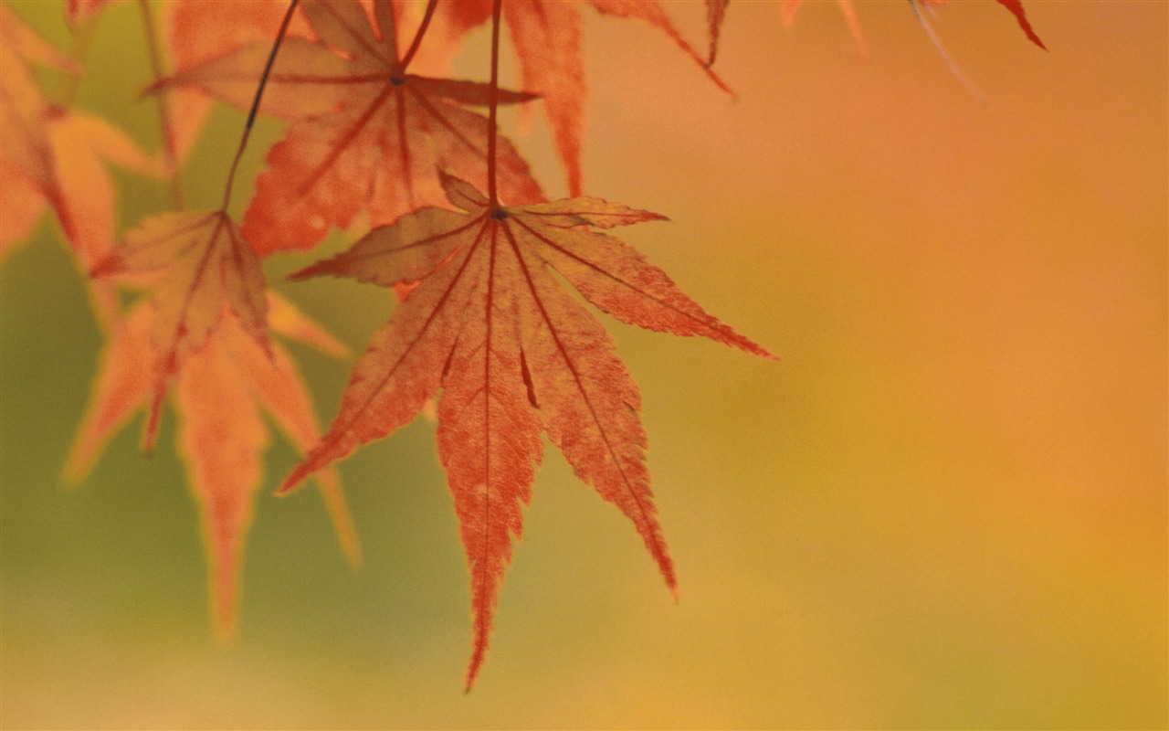 超大鲜花绿叶特写 壁纸(一)3 - 1280x800