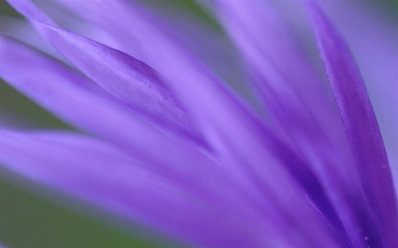 Large green leaves close-up flower wallpaper (1) #4 - 1280x800