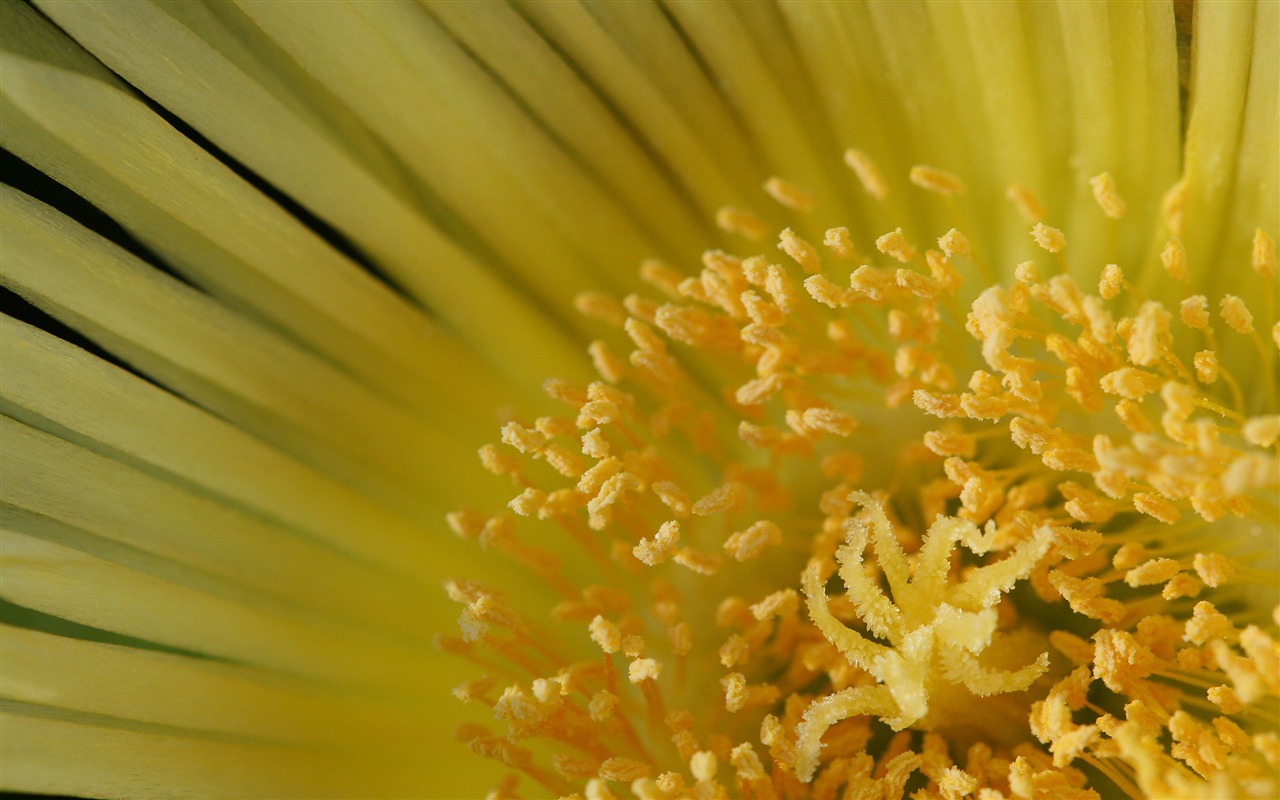 Large green leaves close-up flower wallpaper (1) #5 - 1280x800