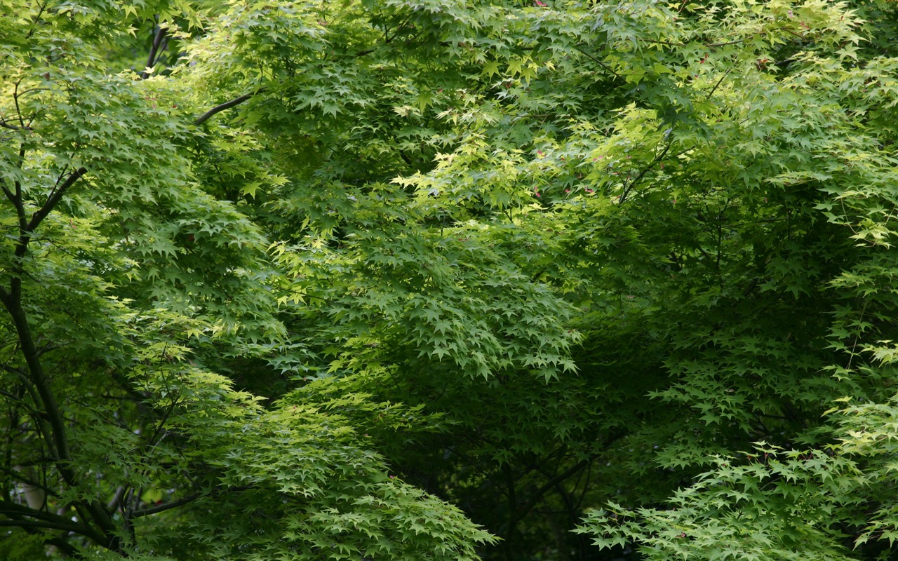 Large green leaves close-up flower wallpaper (1) #8 - 1280x800