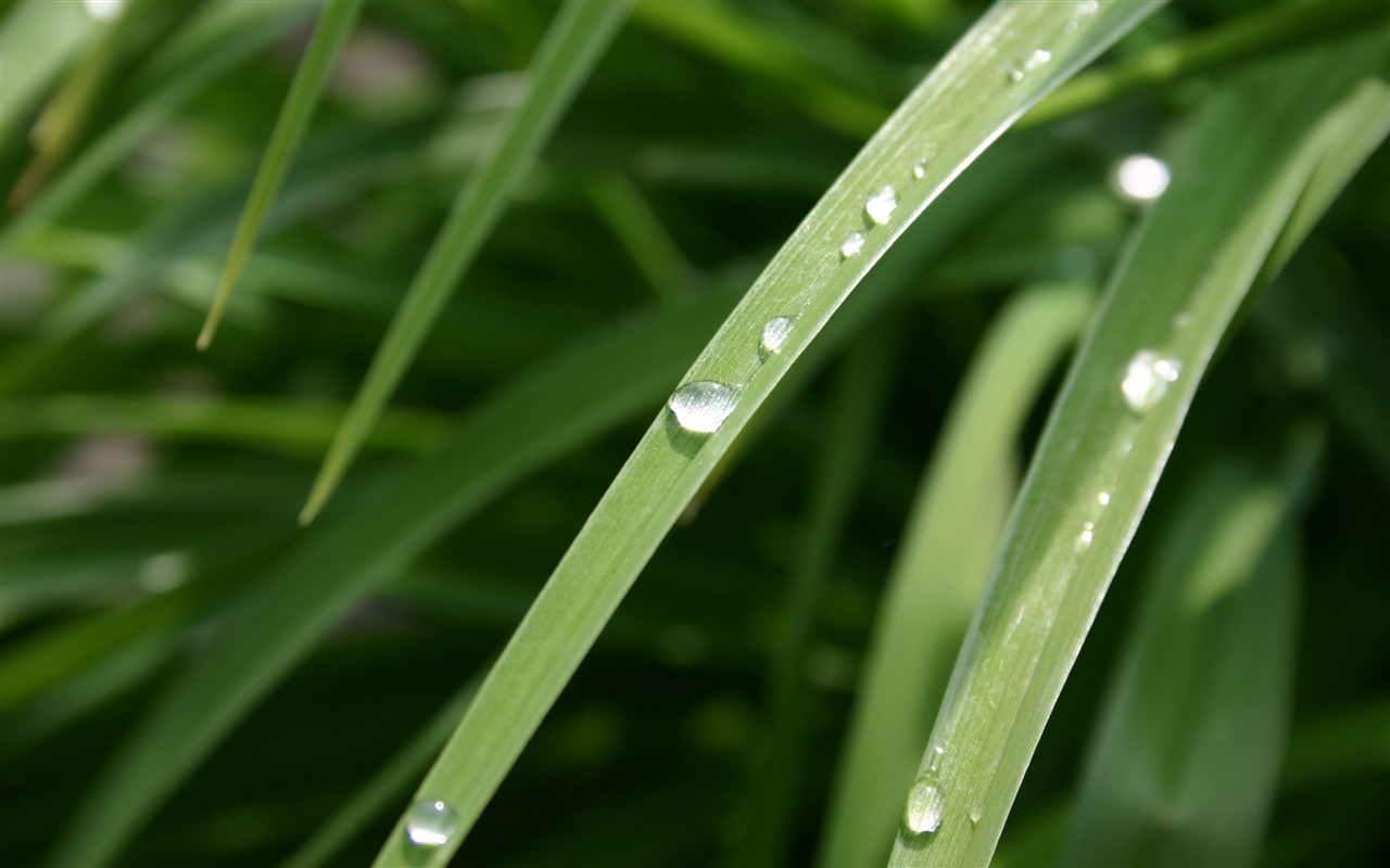 Large green leaves close-up flower wallpaper (1) #10 - 1280x800