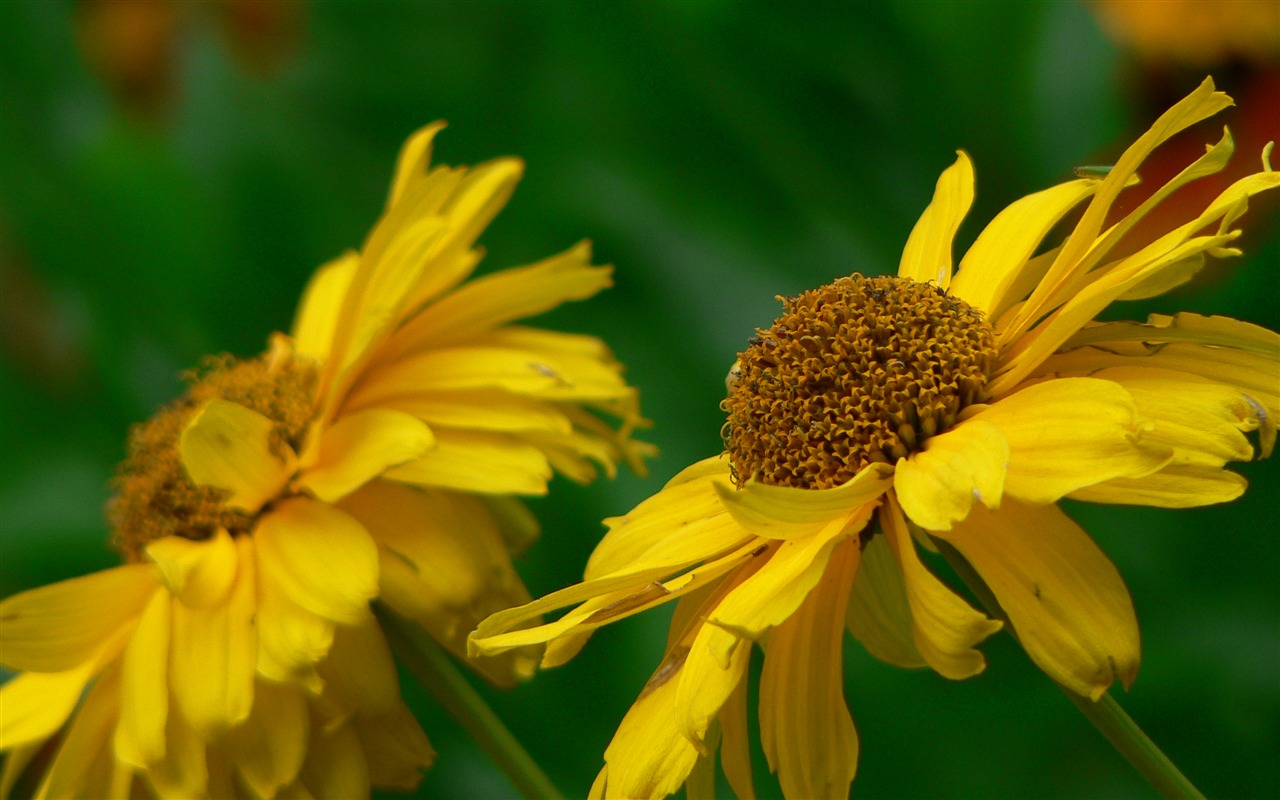 Large green leaves close-up flower wallpaper (1) #12 - 1280x800