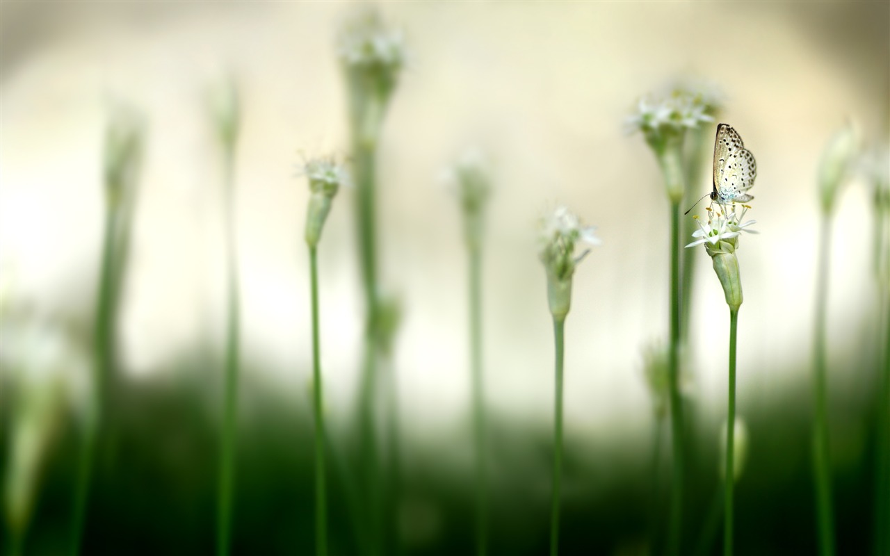 Large green leaves close-up flower wallpaper (1) #13 - 1280x800