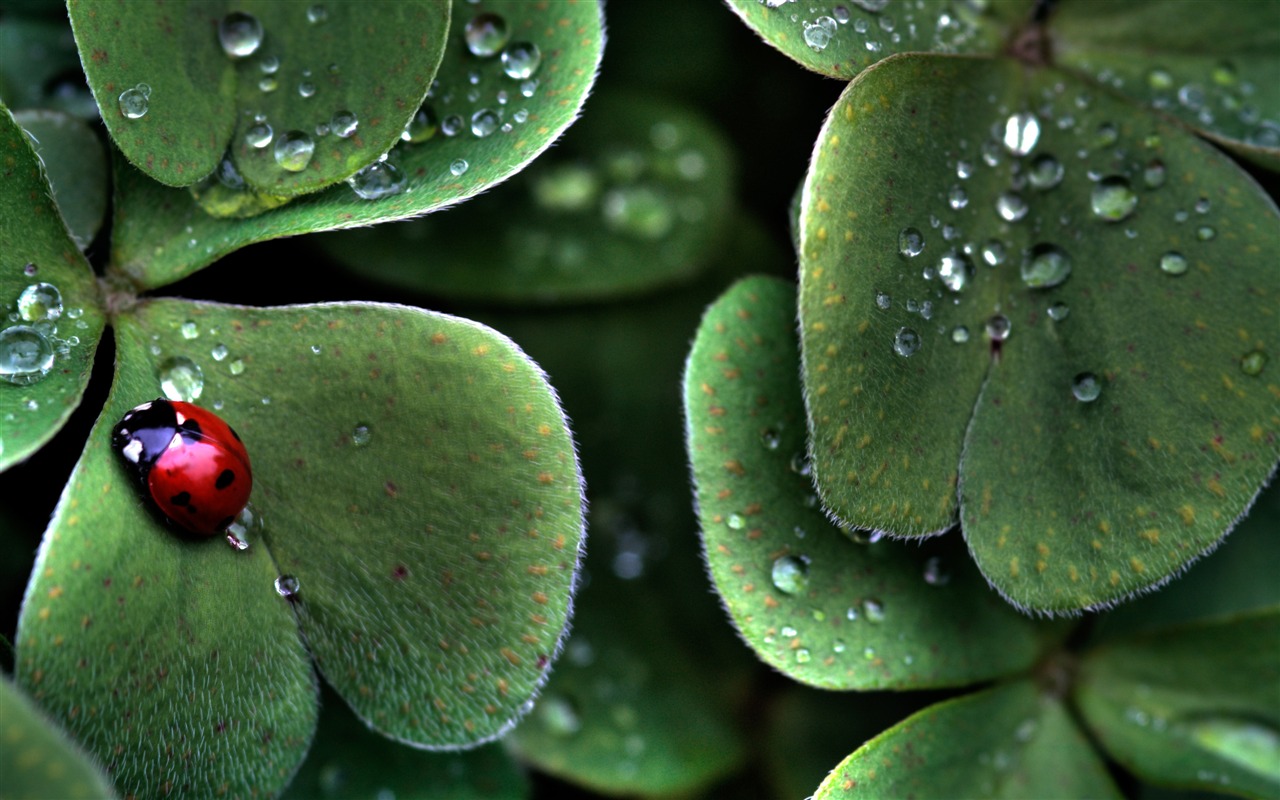 Large green leaves close-up flower wallpaper (1) #16 - 1280x800