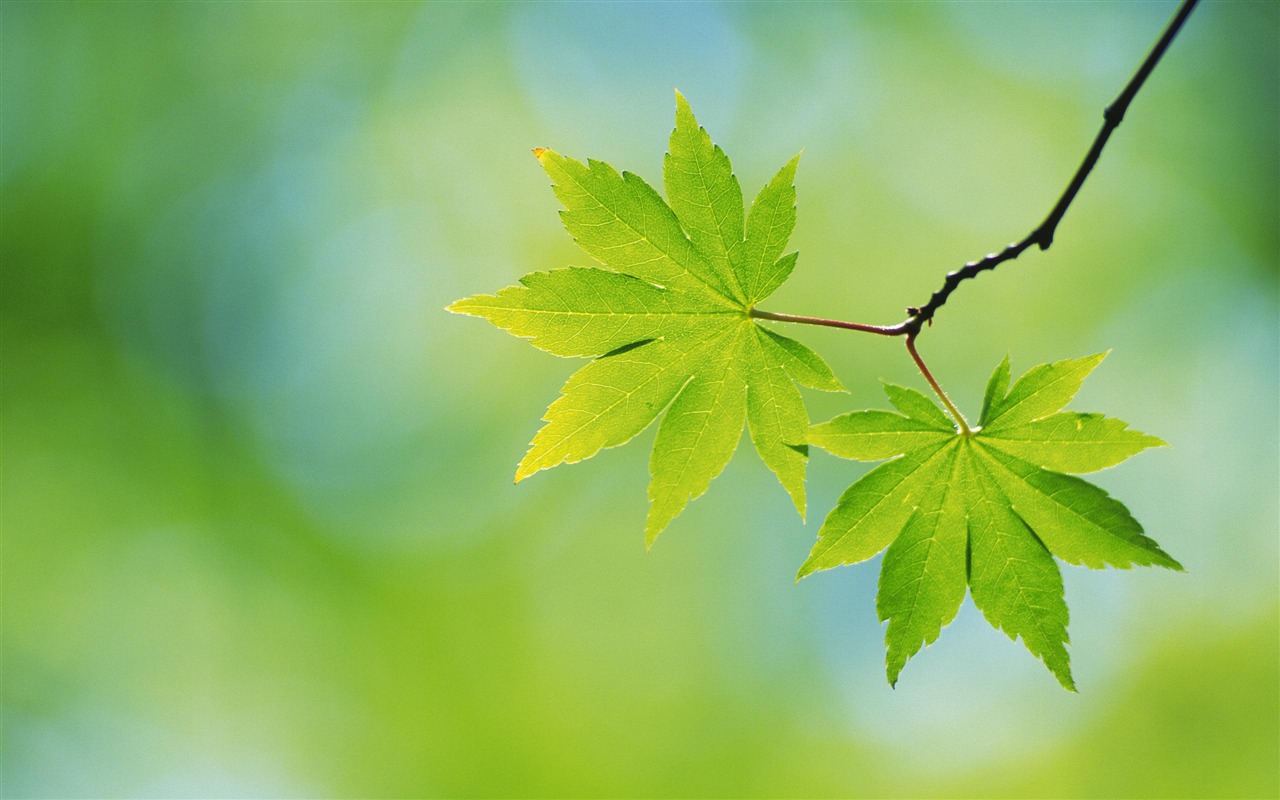 Large green leaves close-up flower wallpaper (1) #18 - 1280x800