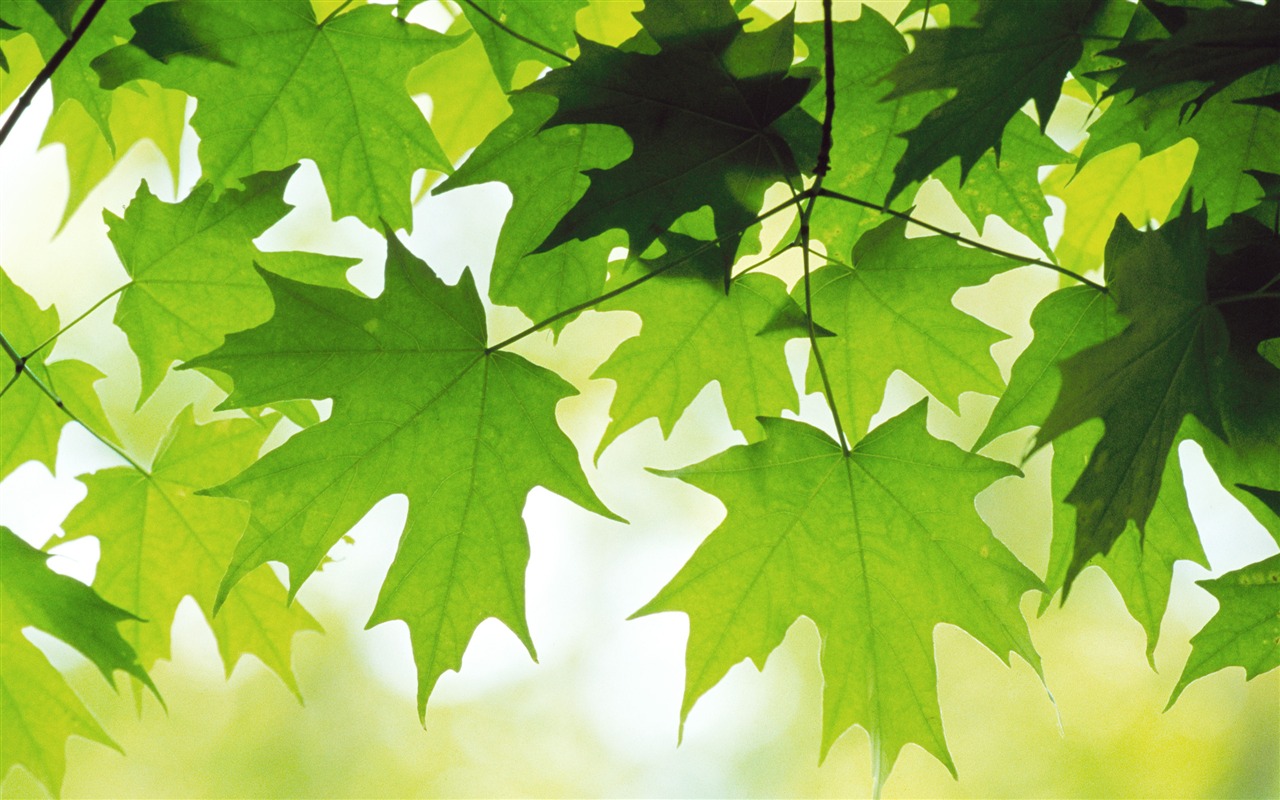 Large green leaves close-up flower wallpaper (2) #1 - 1280x800