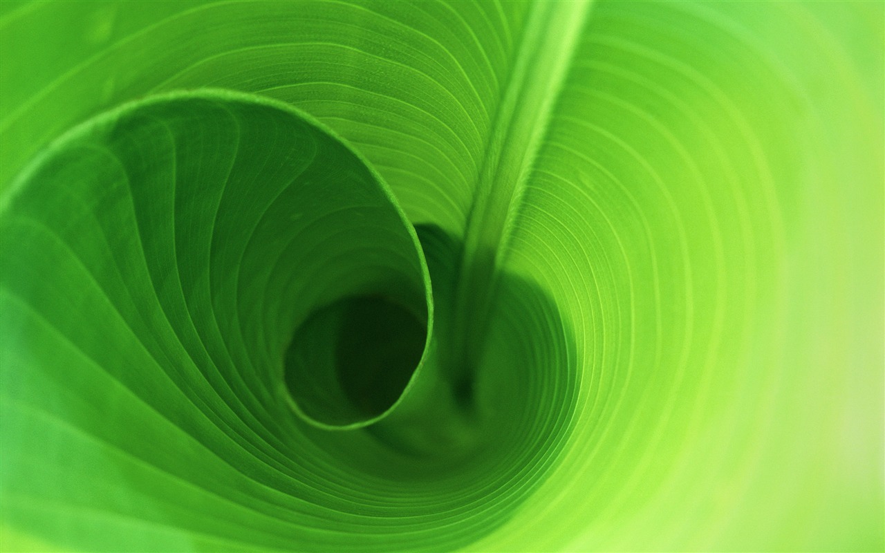 Large green leaves close-up flower wallpaper (2) #3 - 1280x800