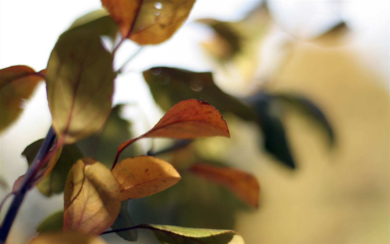 Large green leaves close-up flower wallpaper (2) #5 - 1280x800