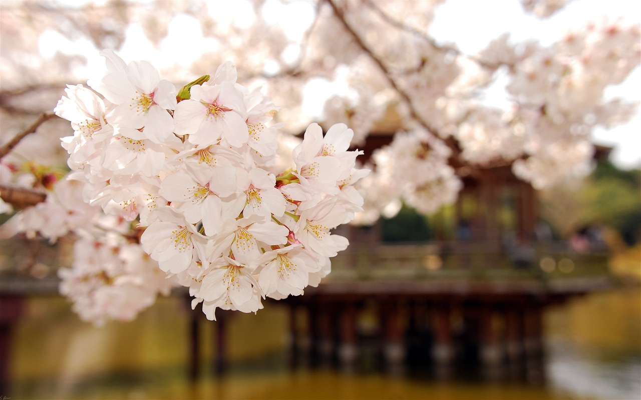 超大鲜花绿叶特写 壁纸(二)16 - 1280x800