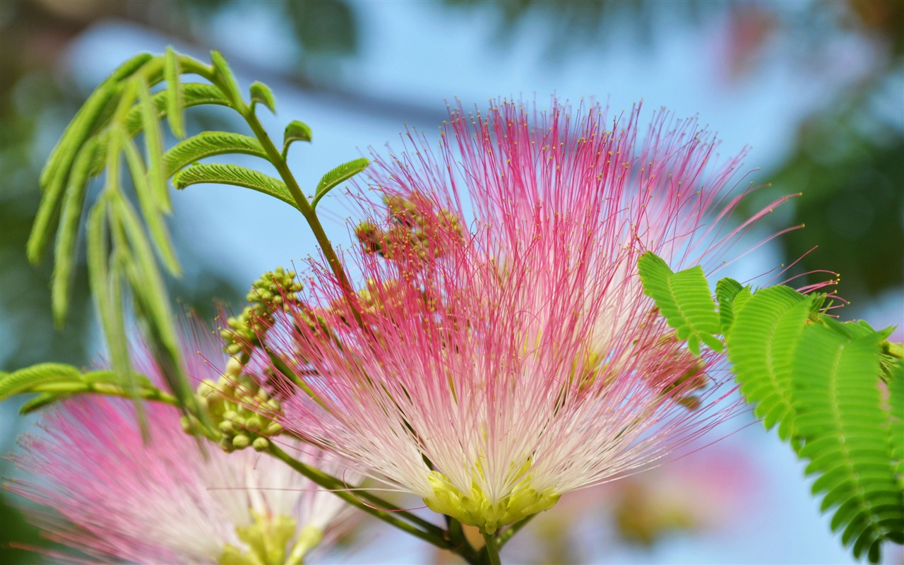 超大鲜花绿叶特写 壁纸(二)20 - 1280x800