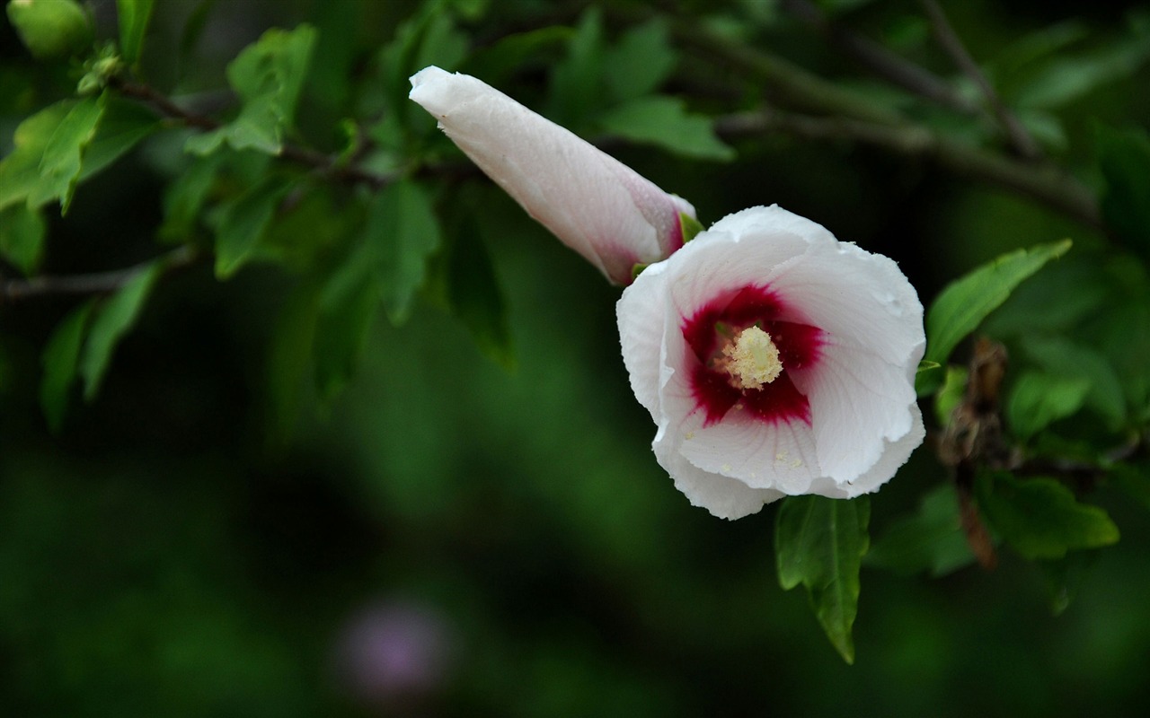 Panenství Jade Althea (vlk týmové práce) #5 - 1280x800