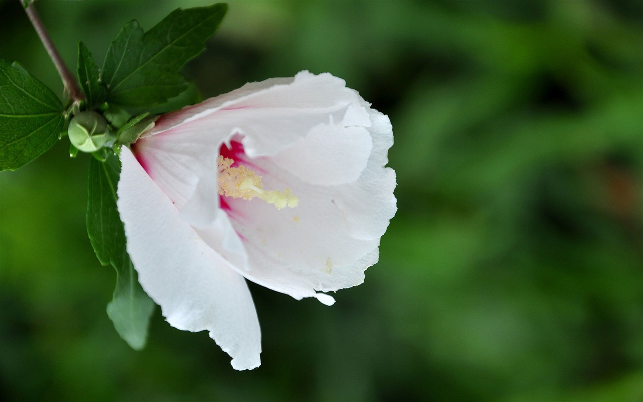 Panenství Jade Althea (vlk týmové práce) #6 - 1280x800