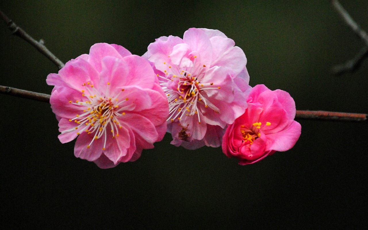 Švestka (Pink 526 záznamů) #1 - 1280x800