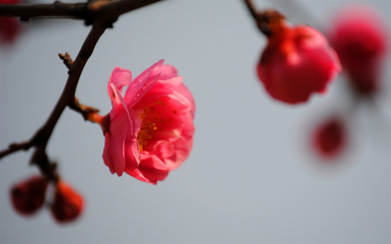 Švestka (Pink 526 záznamů) #4 - 1280x800