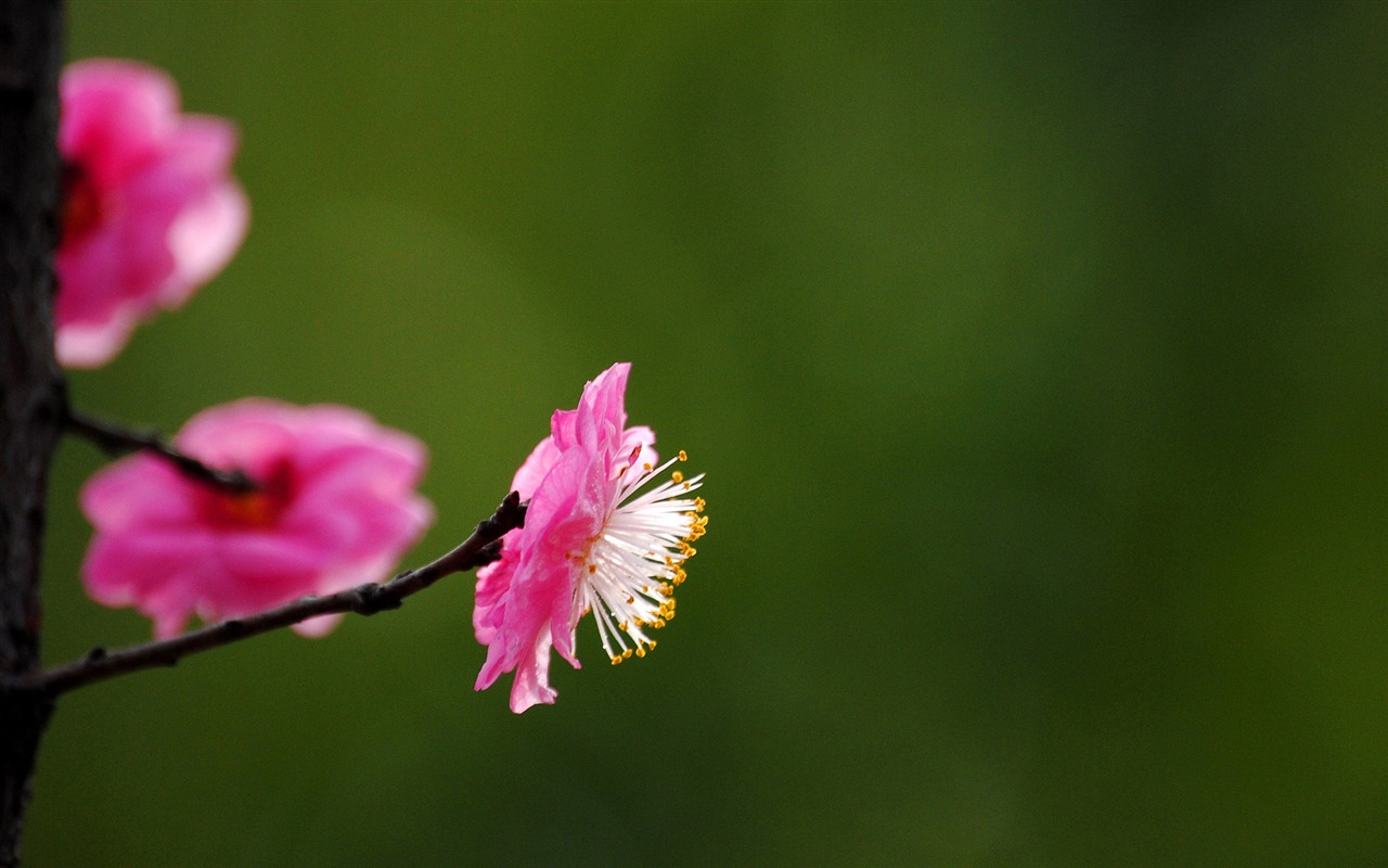 Švestka (Pink 526 záznamů) #11 - 1280x800
