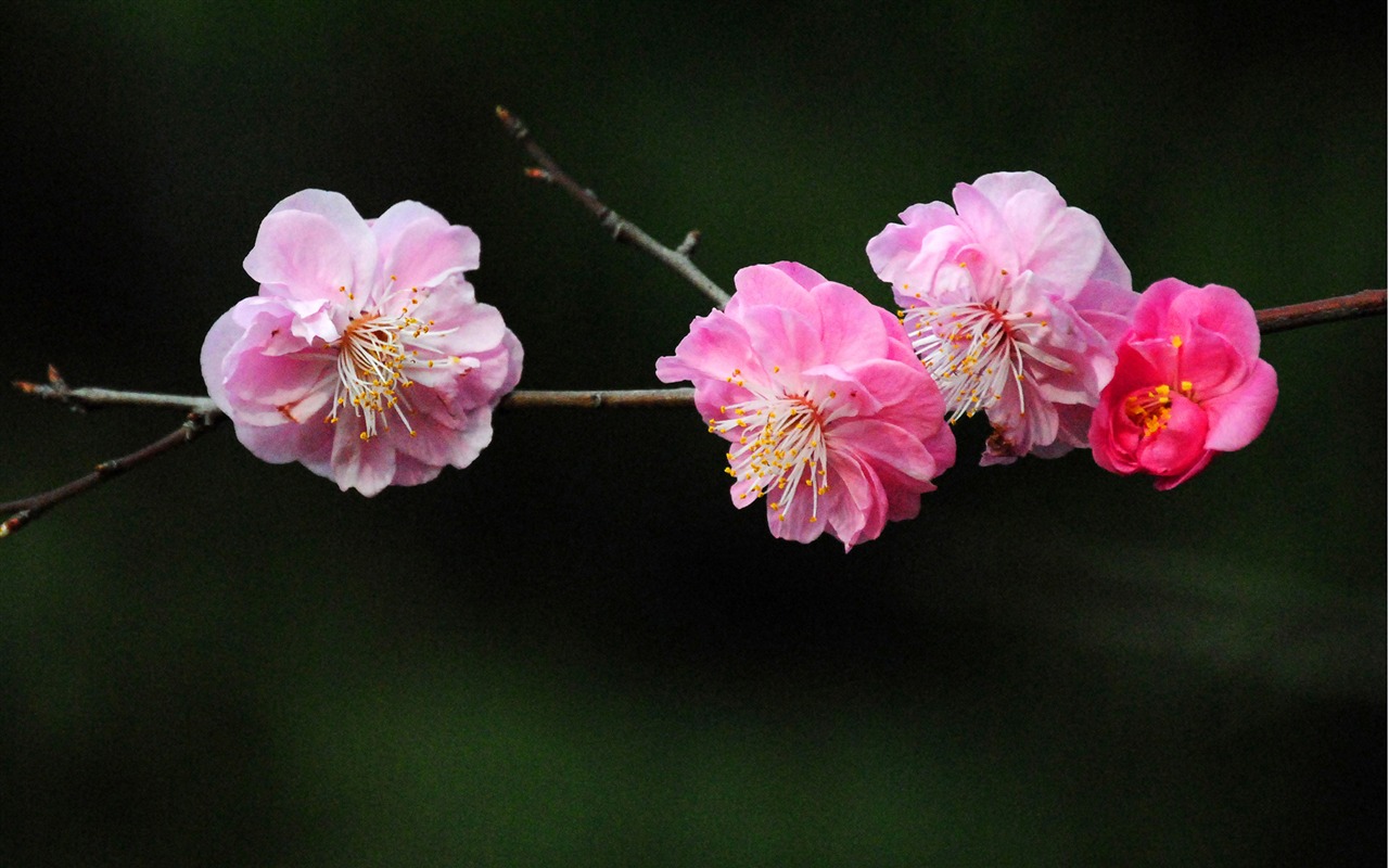 Švestka (Pink 526 záznamů) #19 - 1280x800