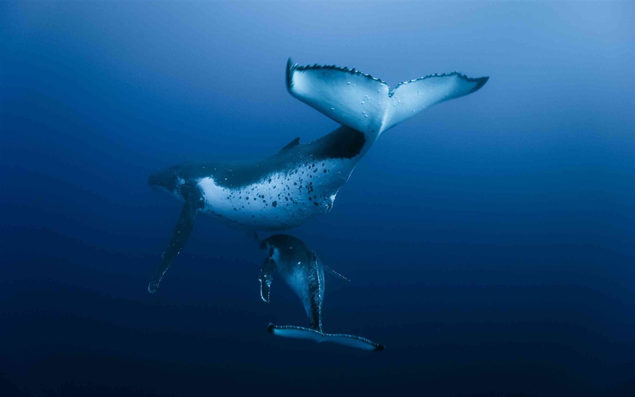 Oceans 海洋 高清壁紙 #3 - 1280x800