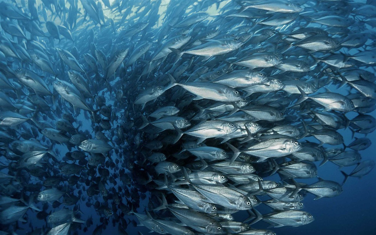 Oceans 海洋 高清壁紙 #4 - 1280x800