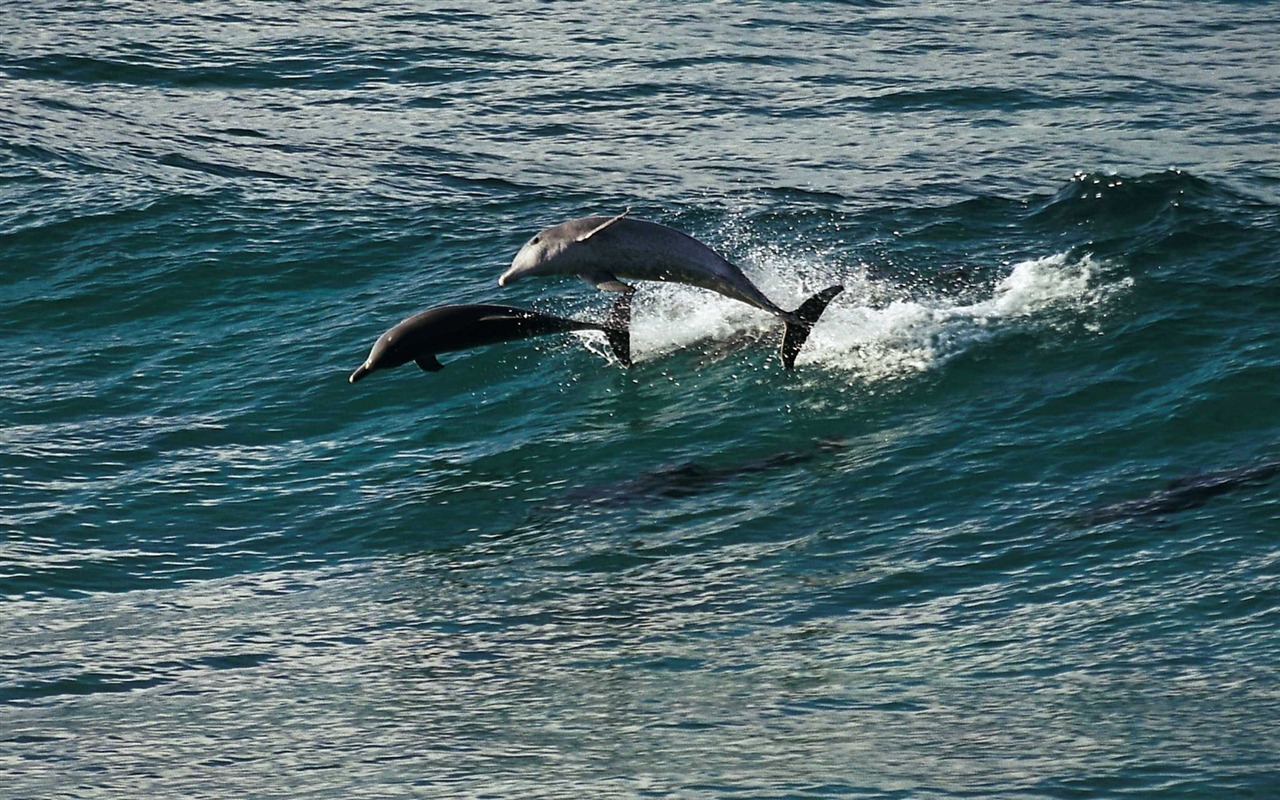 Oceans 海洋 高清壁紙 #5 - 1280x800