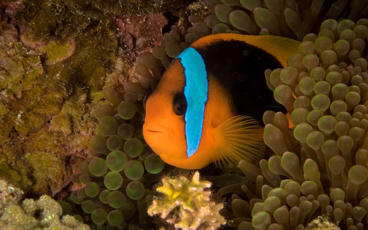 Oceans 海洋 高清壁紙 #6 - 1280x800