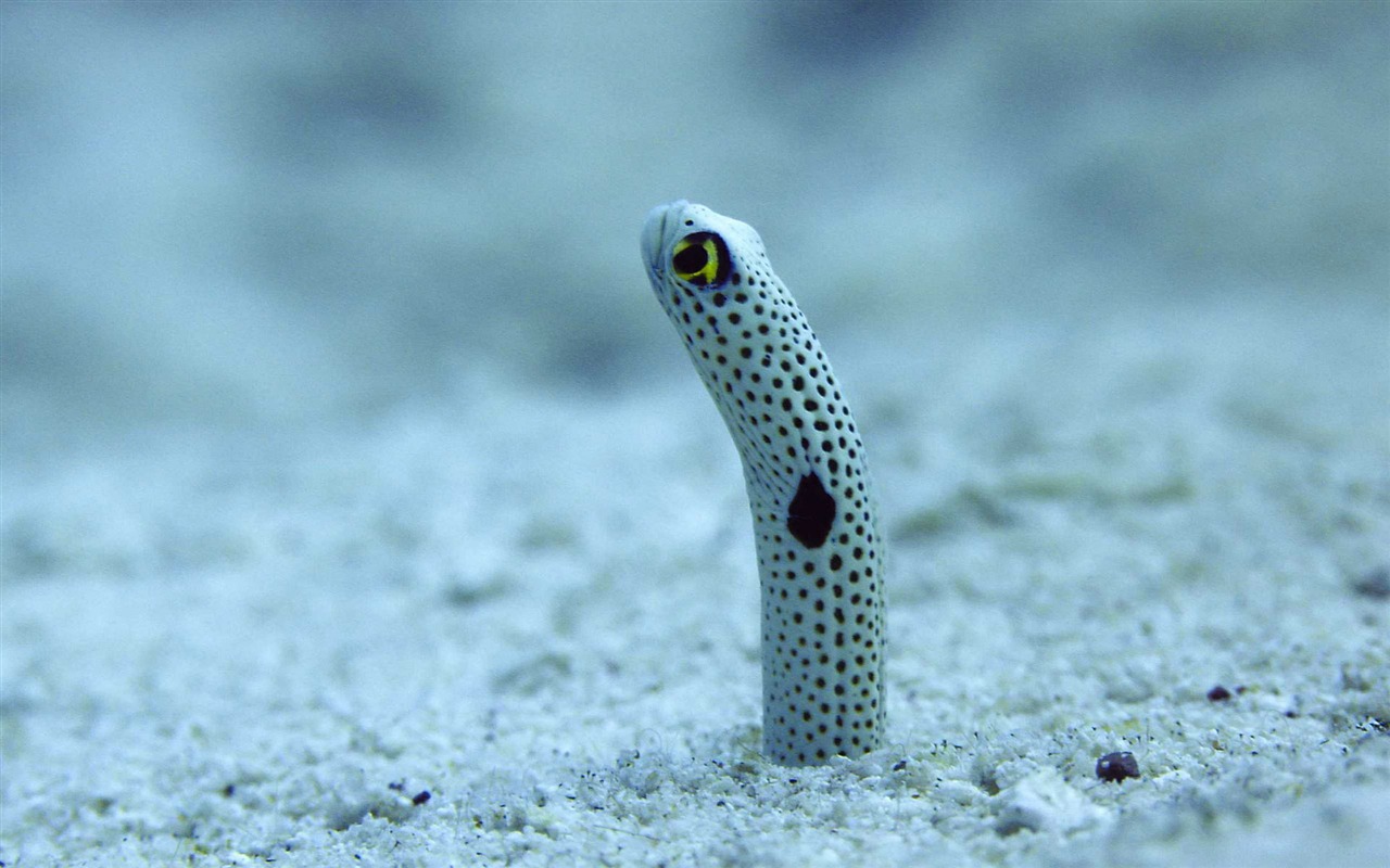 Oceans 海洋 高清壁紙 #9 - 1280x800