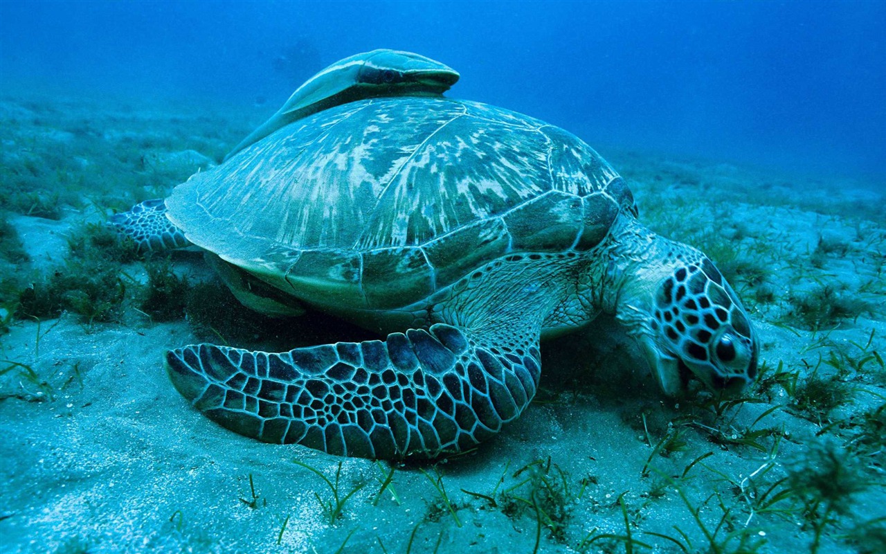 Oceans HD wallpaper #11 - 1280x800