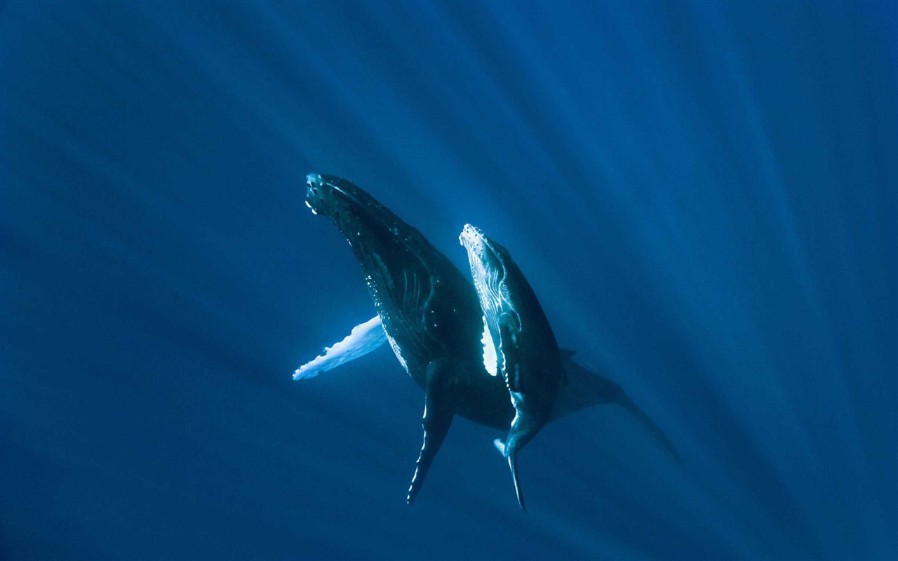 Oceans 海洋 高清壁紙 #13 - 1280x800