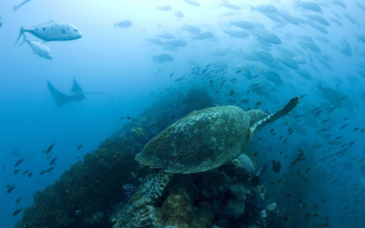 Oceans 海洋 高清壁紙 #22 - 1280x800