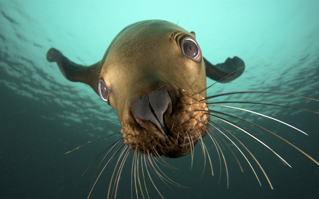 Animal Wallpaper Collection (21) #10 - 1280x800