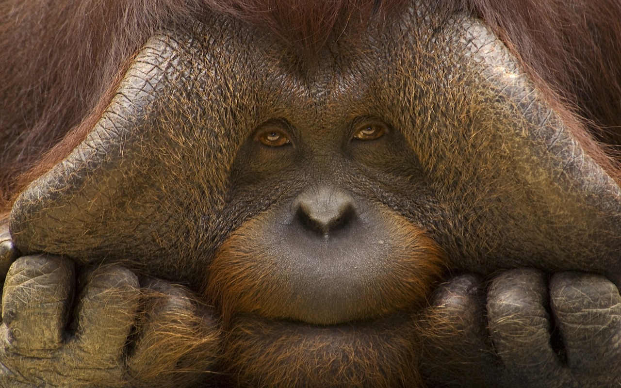 動物壁紙合集(22) #15 - 1280x800