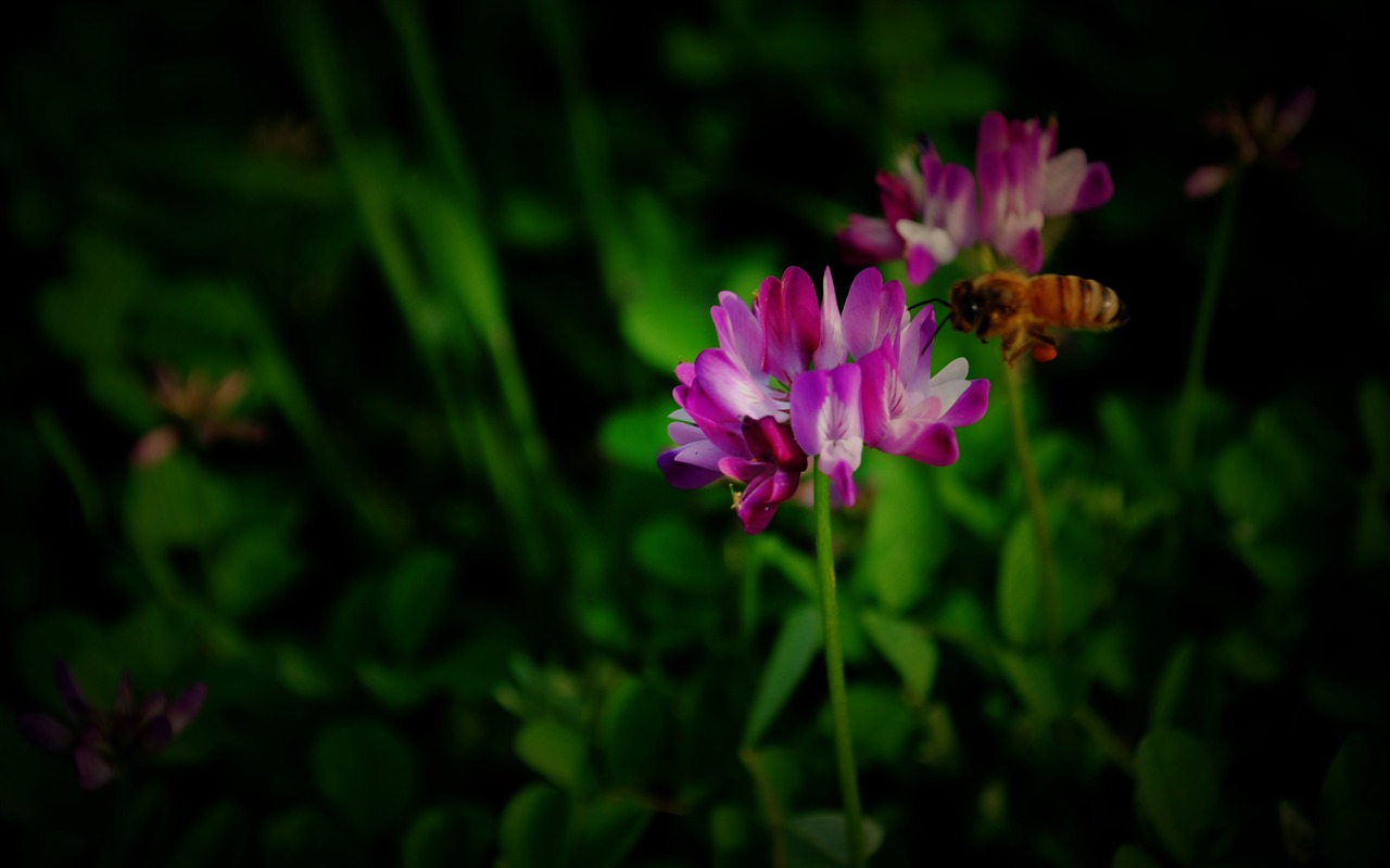 Those flowers (Pretty in Pink 526 entries) #2 - 1280x800