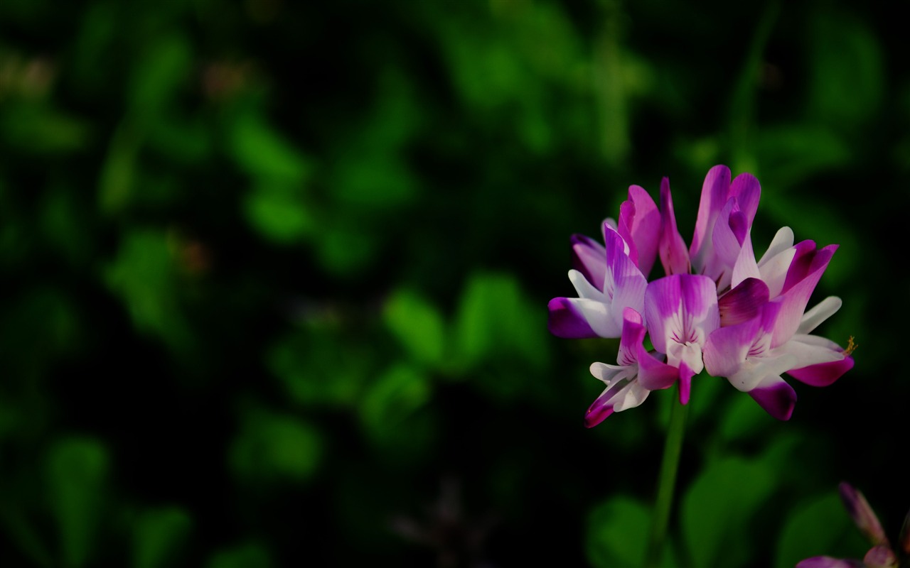 Tyto květiny (Pretty in Pink 526 záznamů) #5 - 1280x800