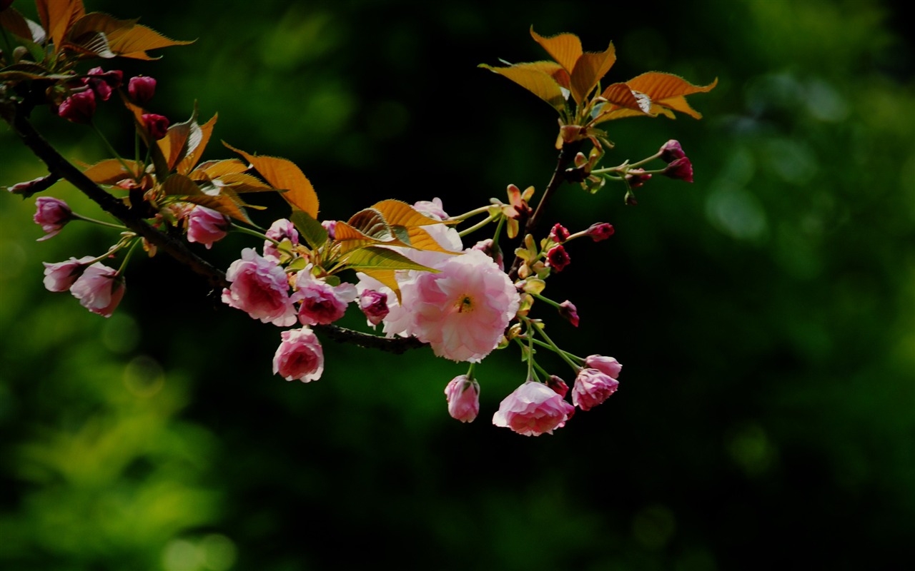 Those flowers (Pretty in Pink 526 entries) #13 - 1280x800