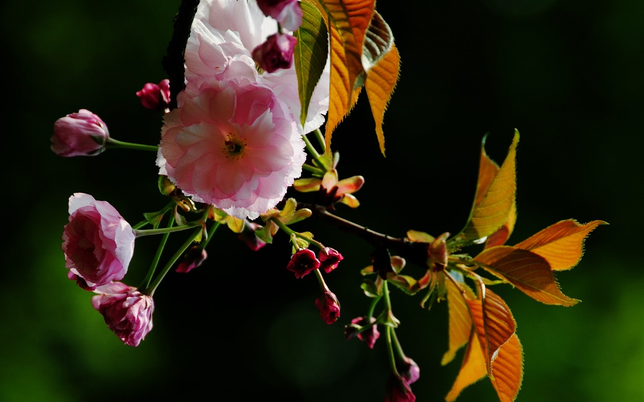 Those flowers (Pretty in Pink 526 entries) #15 - 1280x800