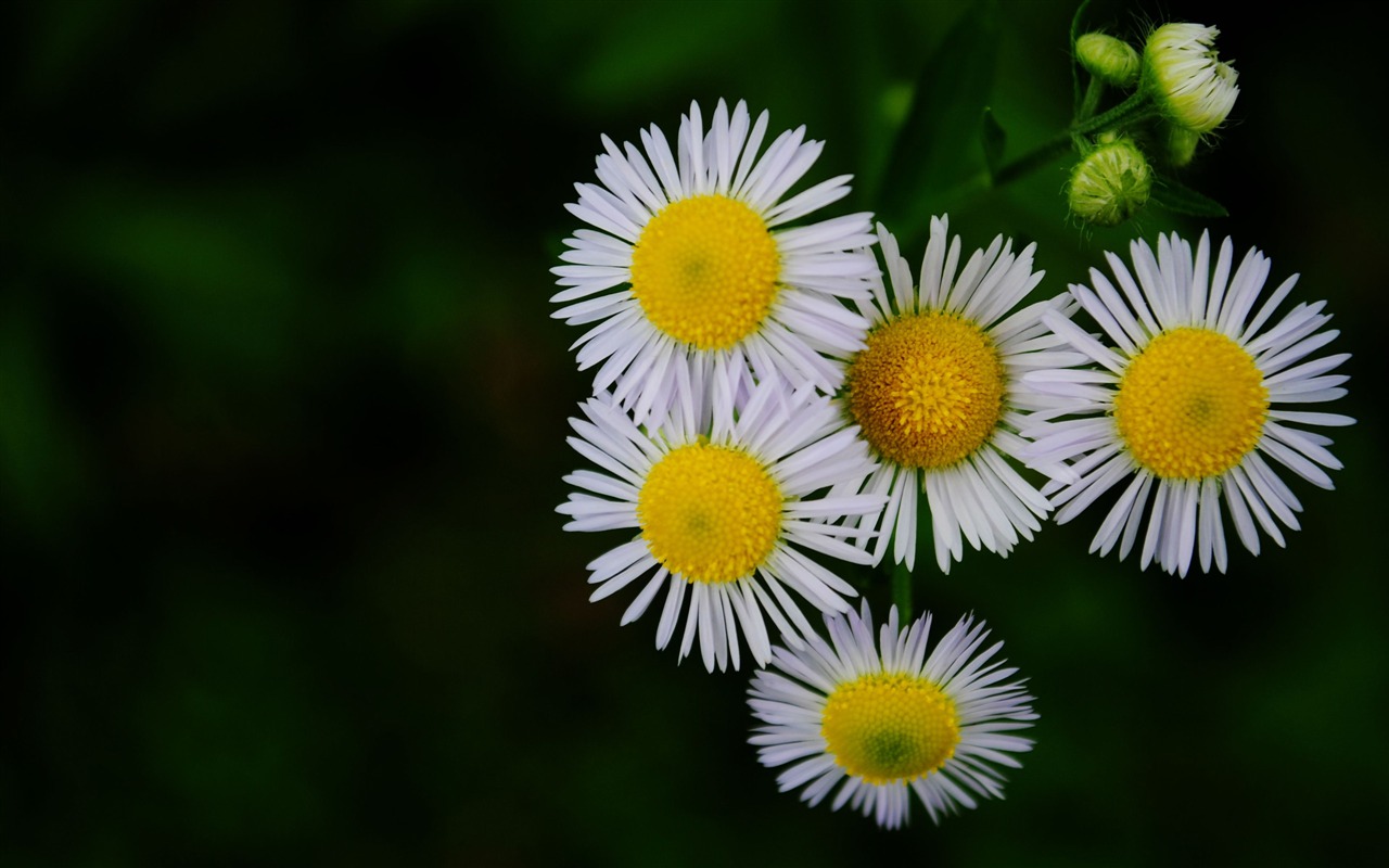 macro fleurs (Pretty in Pink 526 entrées) #2 - 1280x800