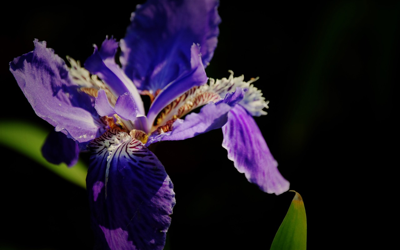 Flowers (Pretty in Pink 526 entries) #2 - 1280x800