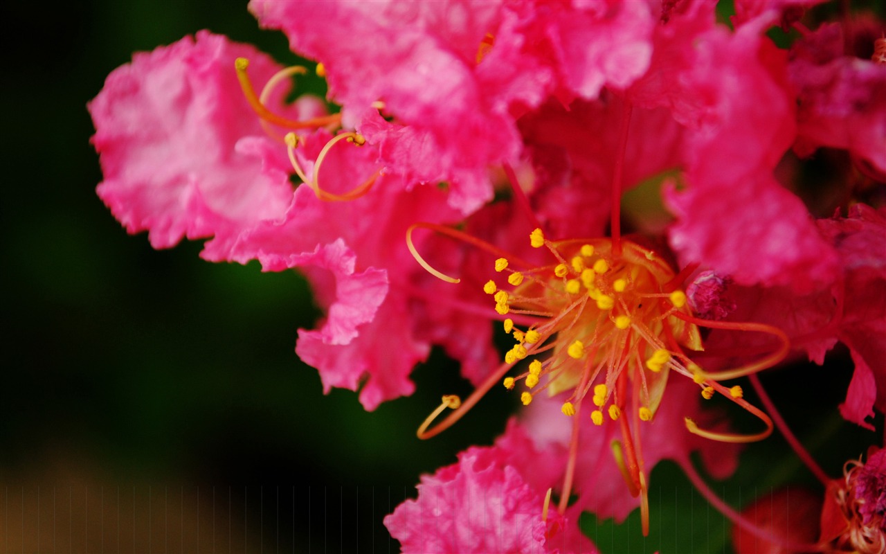 Květiny (Pretty in Pink 526 záznamů) #3 - 1280x800