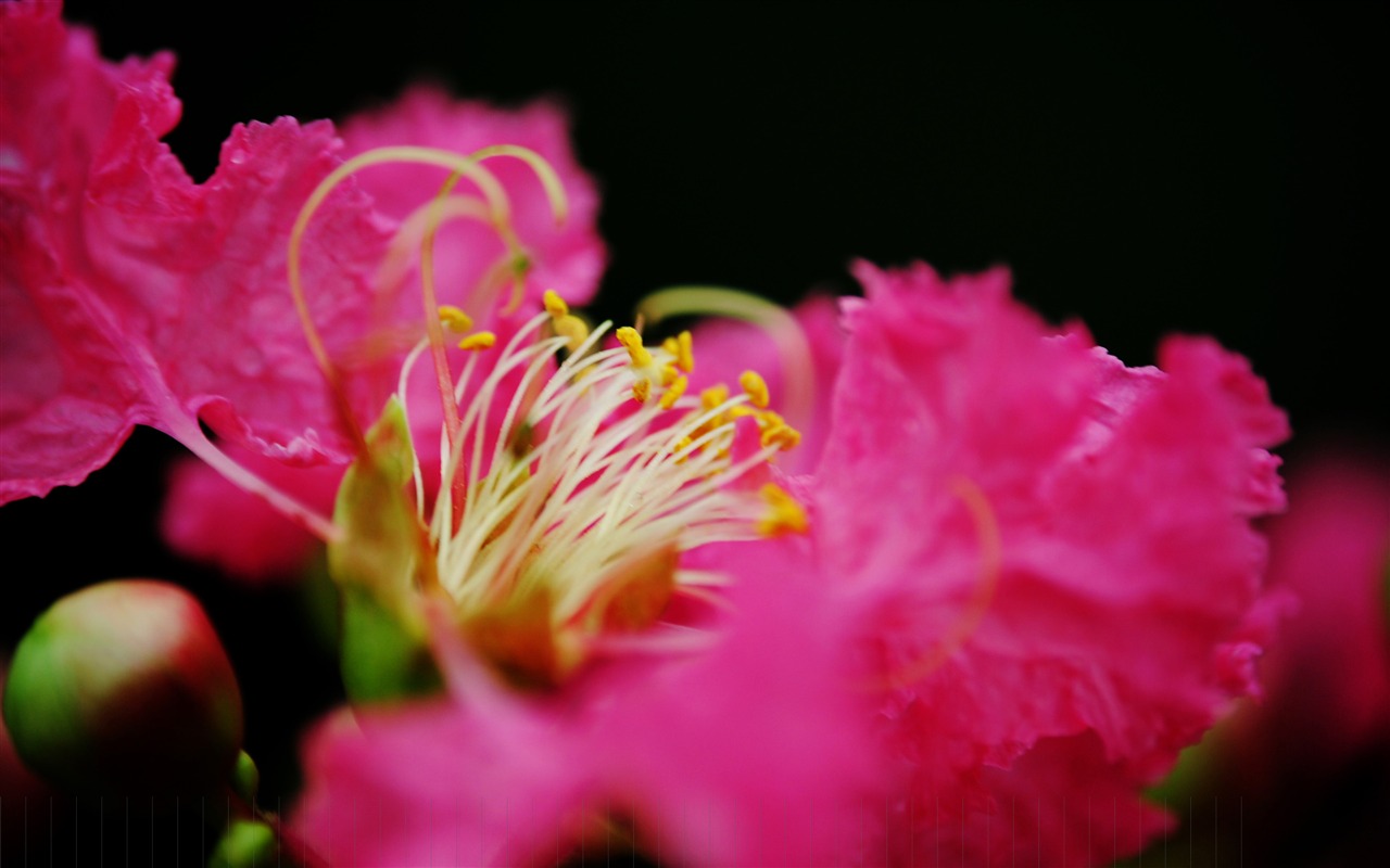 花（Pretty in Pinkで526エントリ） #16 - 1280x800