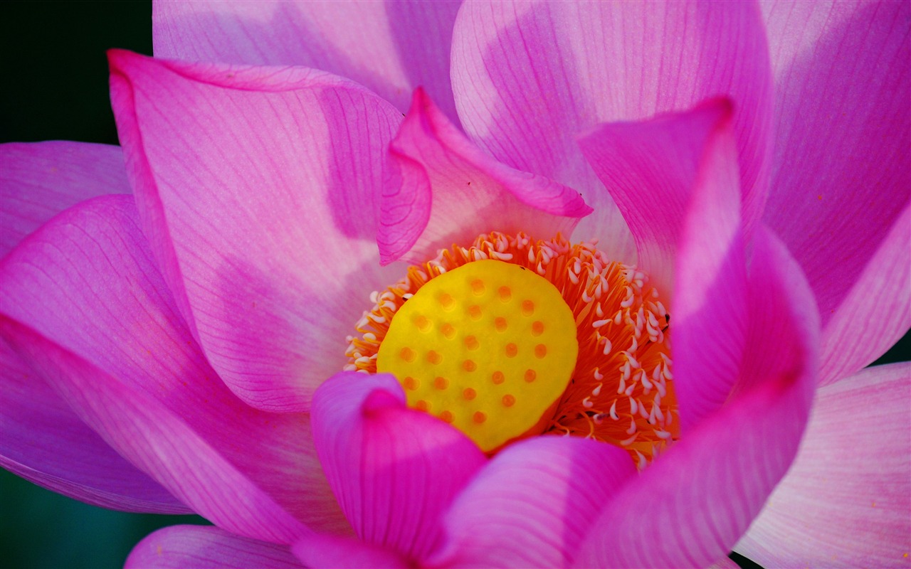 花（Pretty in Pinkで526エントリ） #18 - 1280x800