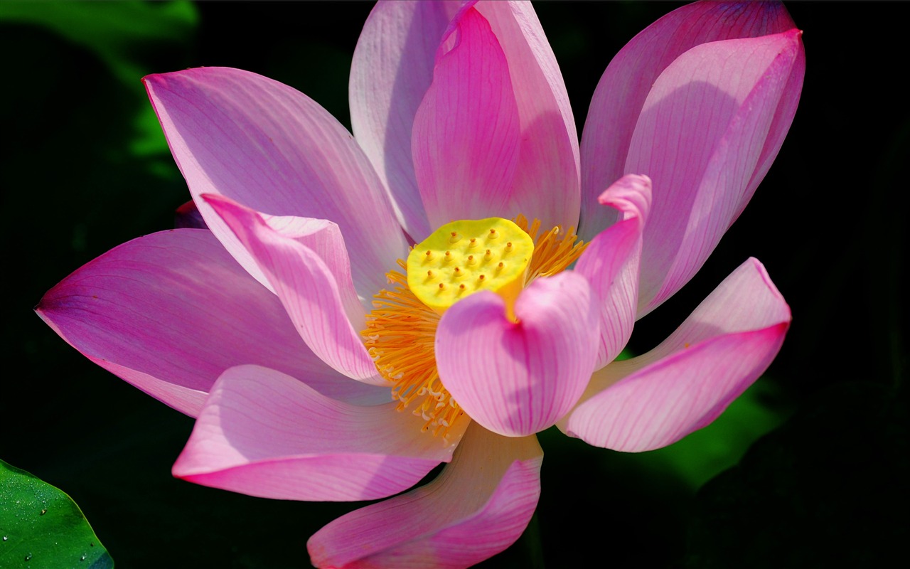 Květiny (Pretty in Pink 526 záznamů) #20 - 1280x800