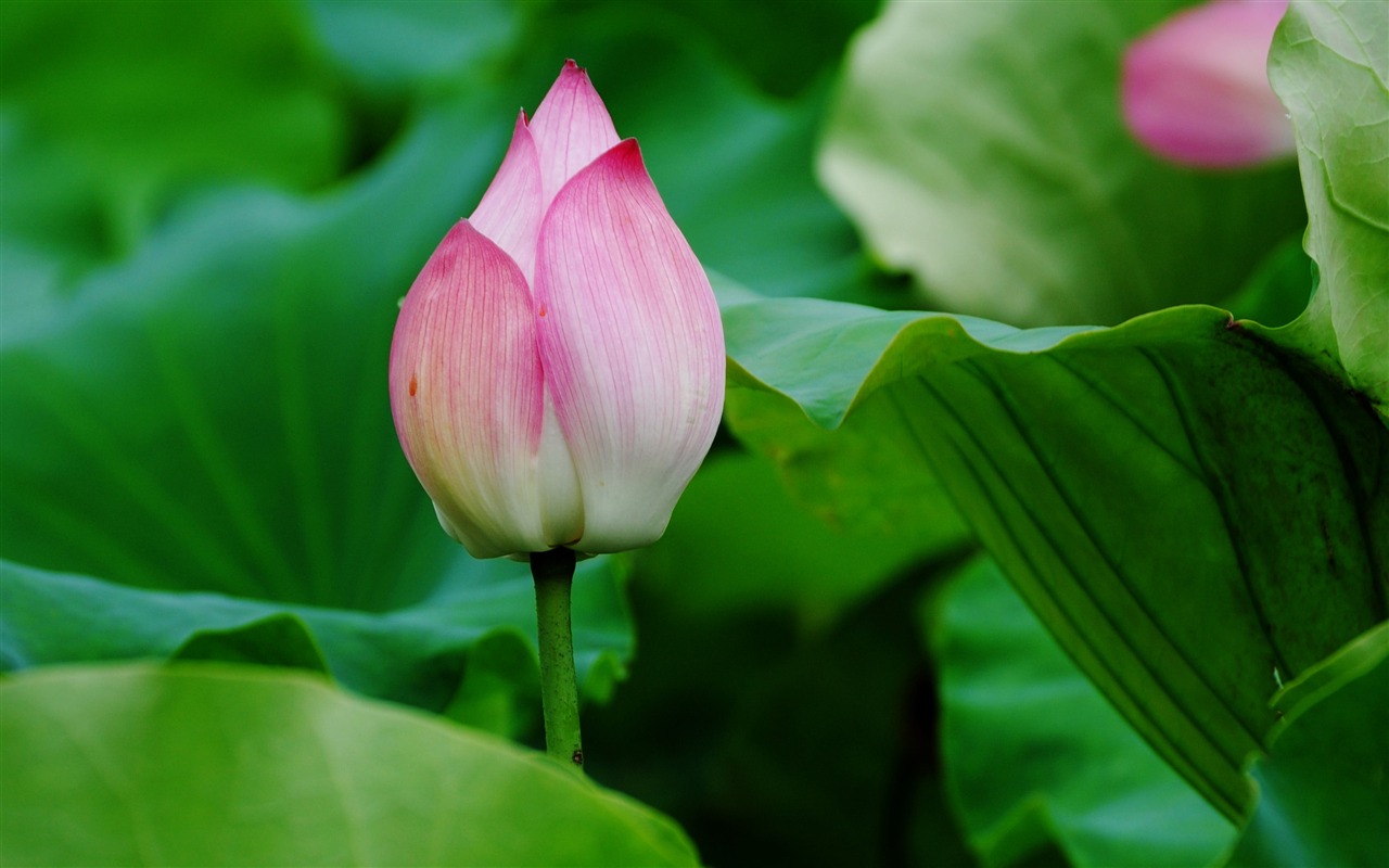Lotus (Pretty in Pink 526 záznamů) #1 - 1280x800