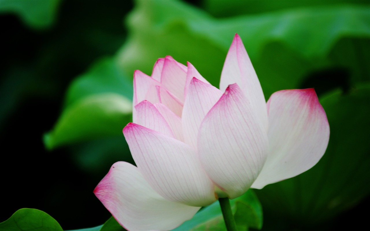 Lotus (Pretty in Pink 526 entries) #7 - 1280x800
