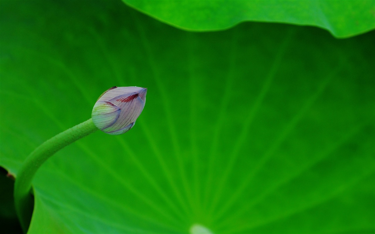 Lotus (Pretty in Pink 526 záznamů) #8 - 1280x800