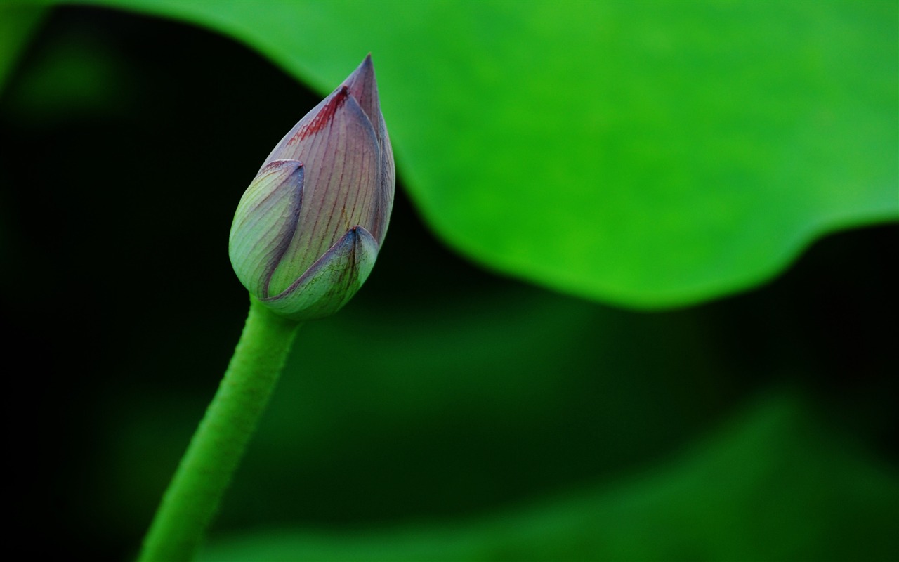Lotus (Pretty in Pink 526 záznamů) #9 - 1280x800