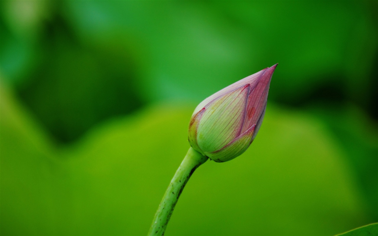 Lotus (Pretty in Pink 526 entries) #10 - 1280x800