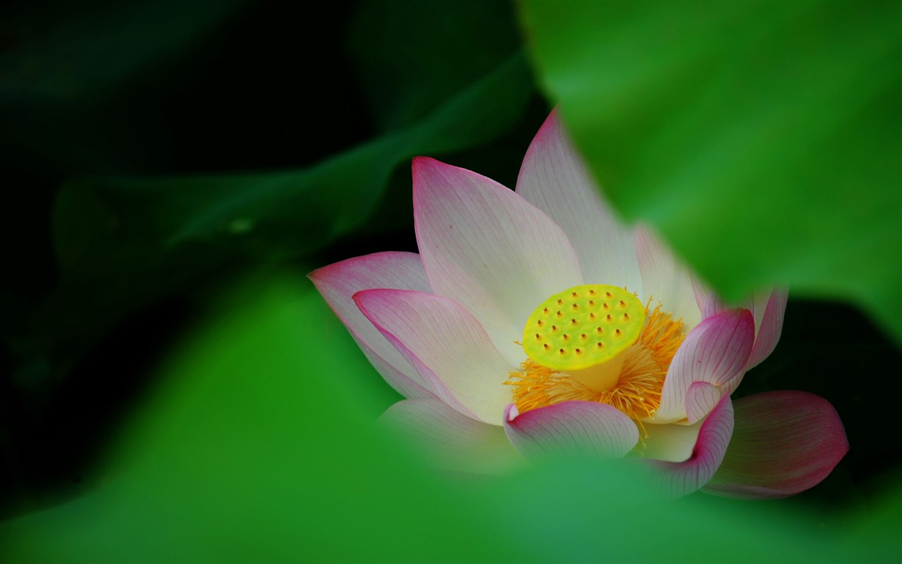 Lotus (Pretty in Pink 526 záznamů) #12 - 1280x800