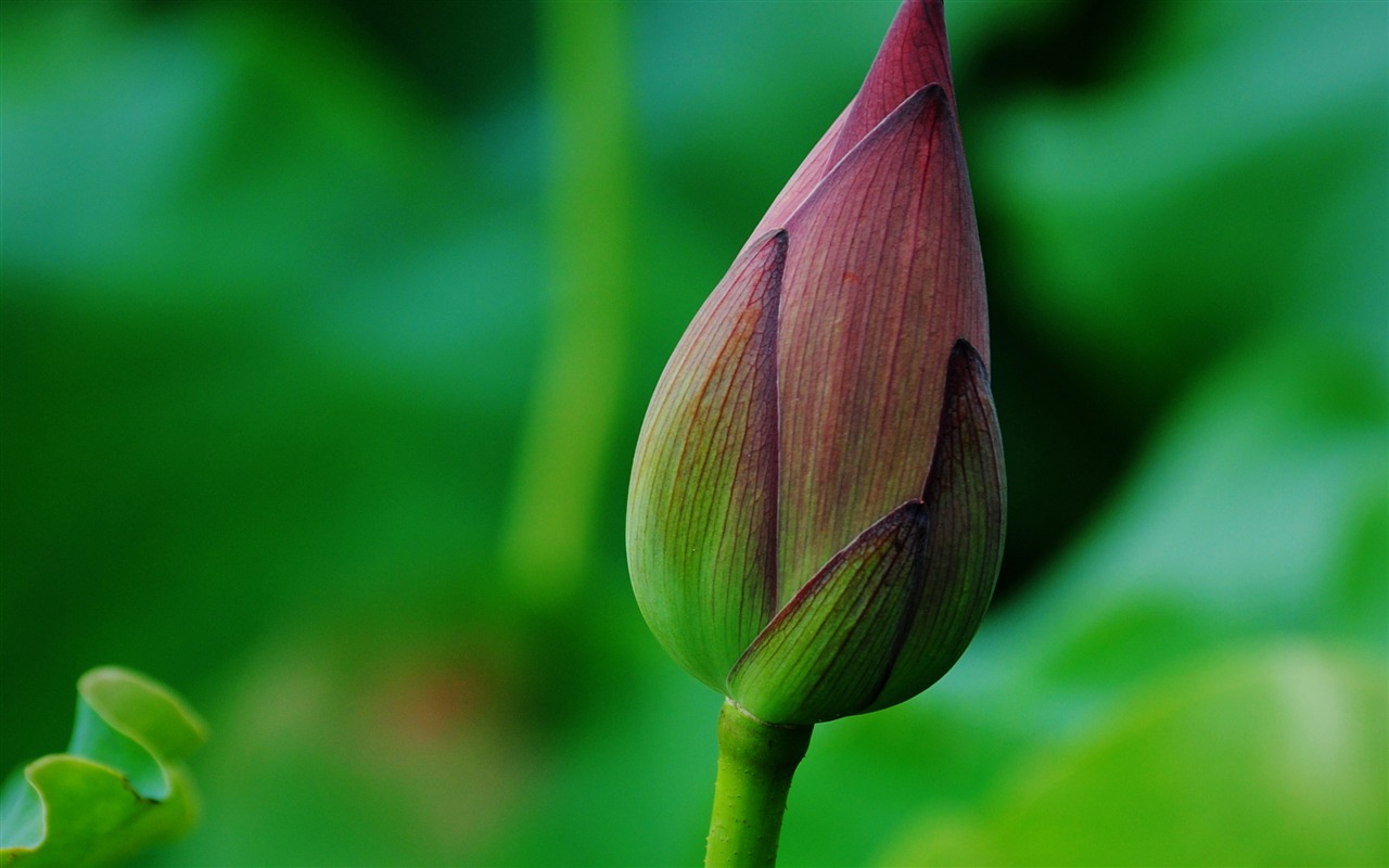 Lotus (Pretty in Pink 526 entries) #14 - 1280x800