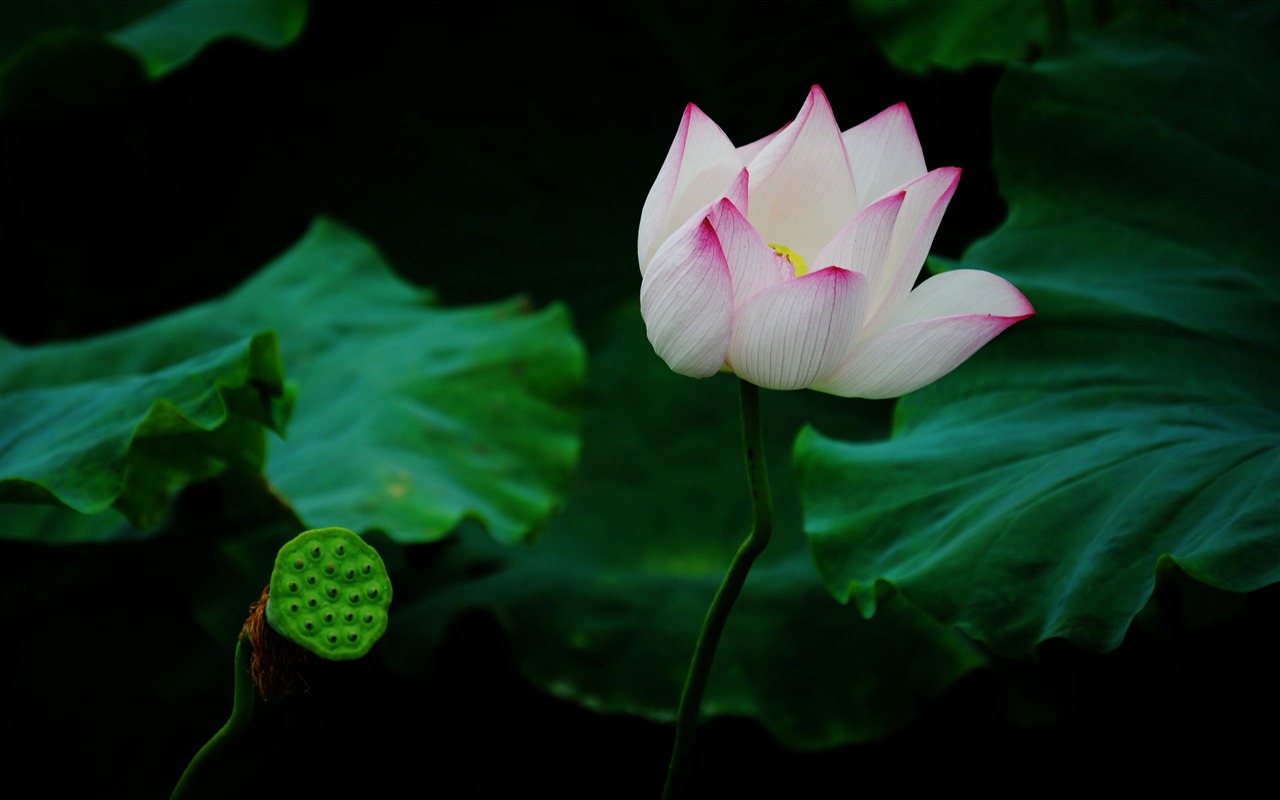 Lotus (Pretty in Pink 526 entries) #15 - 1280x800